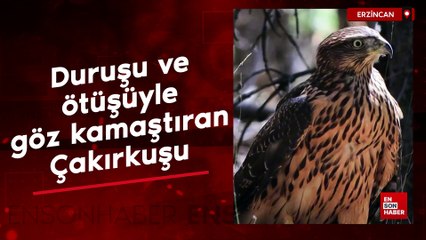 Duruşuyla göz kamaştıran Çakırkuşu, Erzincan'da görüntülendi