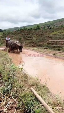 #RuralLife #FarmLife #CountryLiving #NatureLovers #Homesteading #OffGridLiving #SimpleLiving (4)