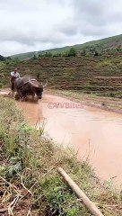 #RuralLife #FarmLife #CountryLiving #NatureLovers #Homesteading #OffGridLiving #SimpleLiving (4)