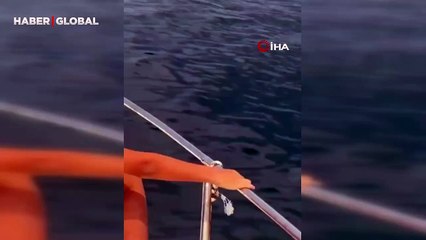 İskenderun Körfezi'nde yunuslar balıkçılara heyecan yaşattı