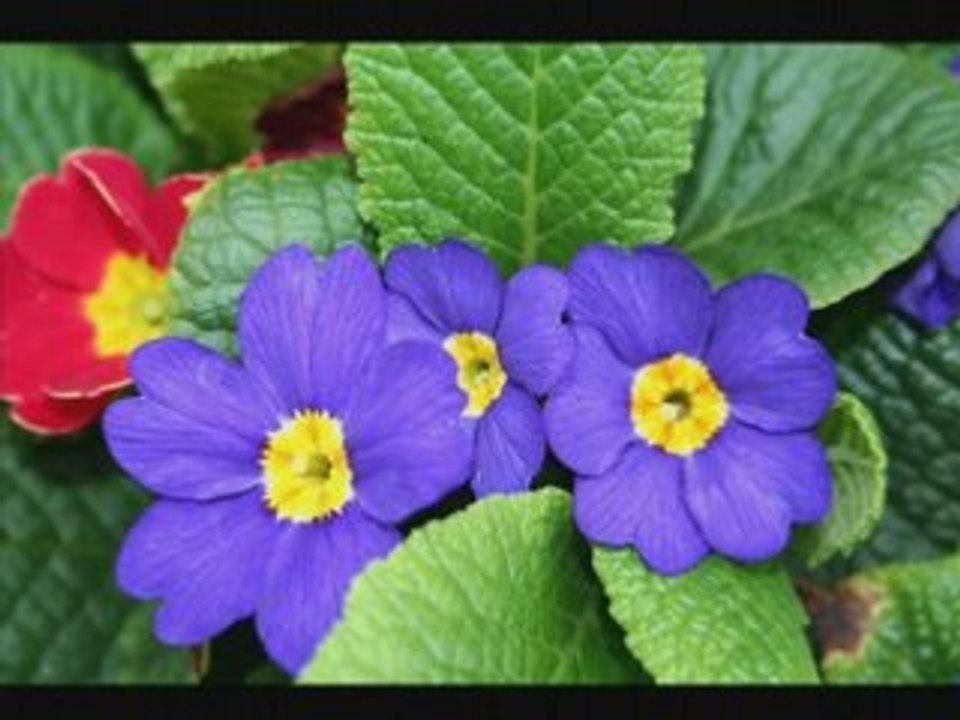 Forest Flower Pictures