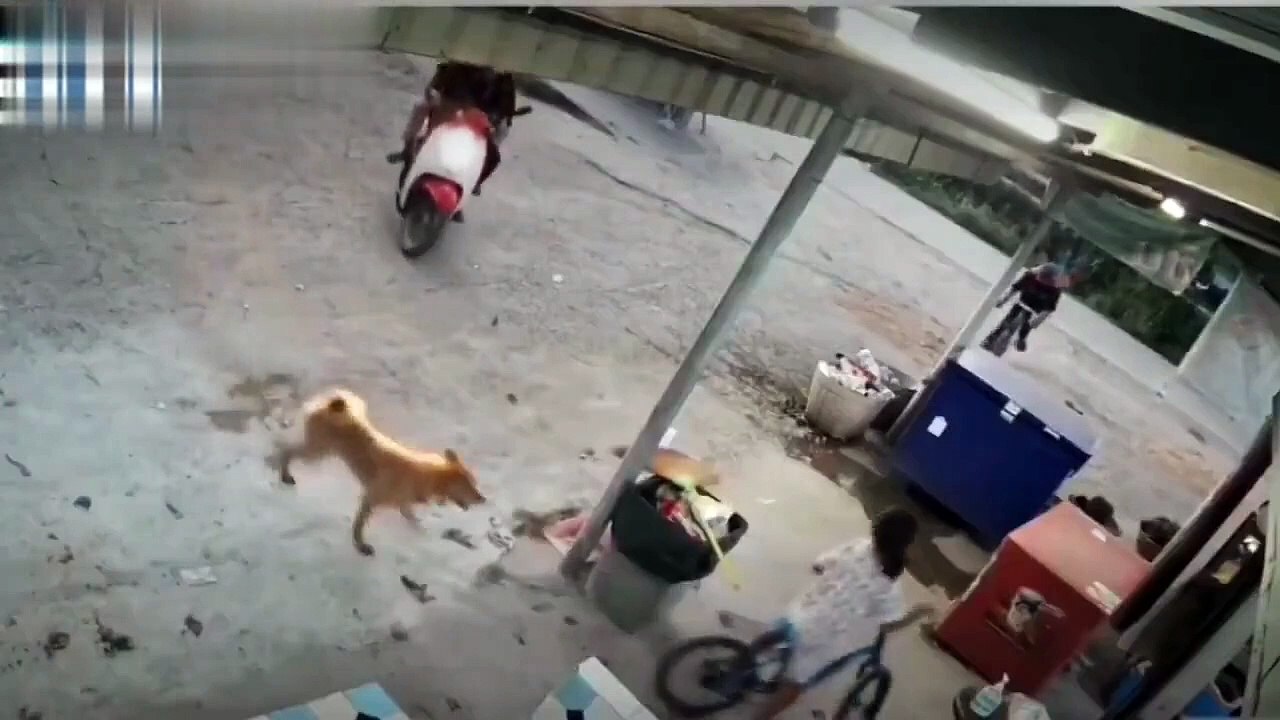 Un chat héroïque vient à la rescousse d'un jeune face à un chien furieux !