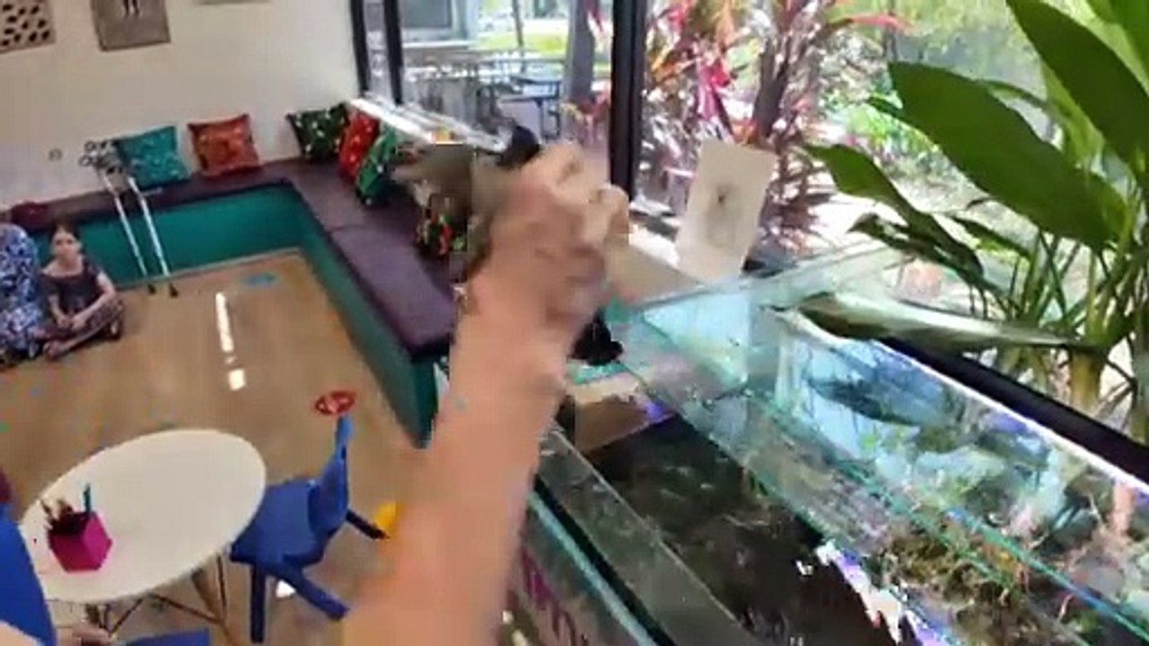 Therapy turtle helps young people in need