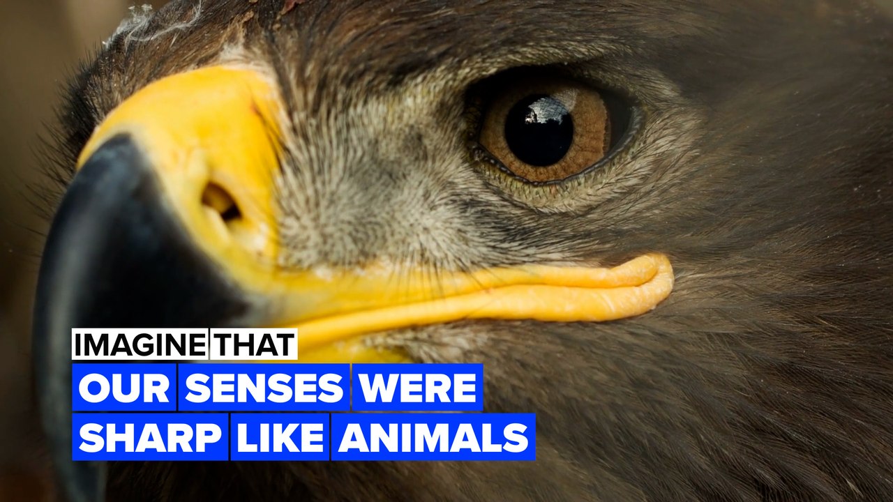 Imagine our senses were as sharp as animals video dailymotion