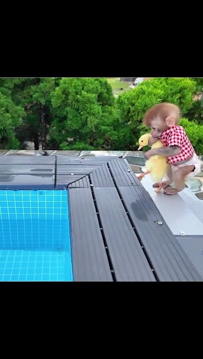 Yumy swims happily with ducklings