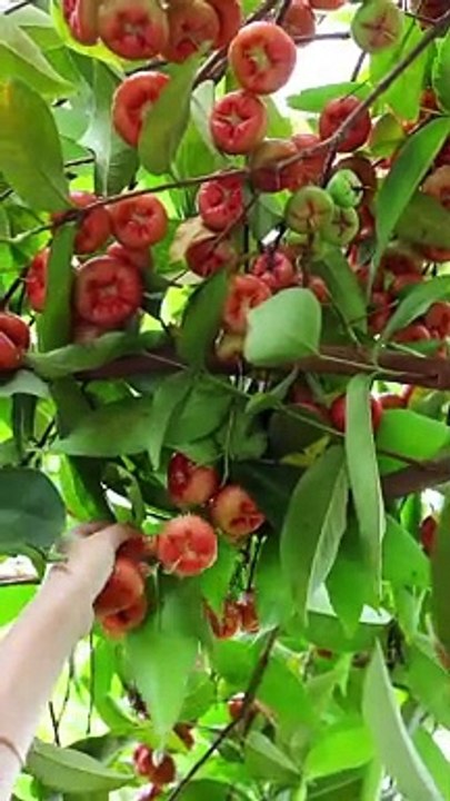 Fruit farm