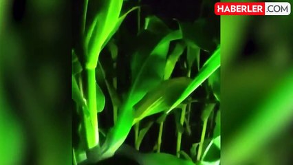 ABD'de kaybolan 3 yaşındaki çocuk, termal İHA kameralarıyla bulundu