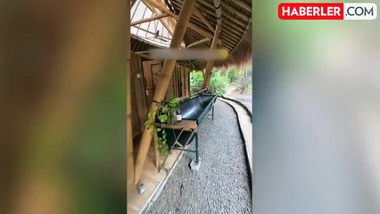 Bu tuvalet görenleri hayrete düşürdü! Sifon bile yok peki nasıl temizleniyor?