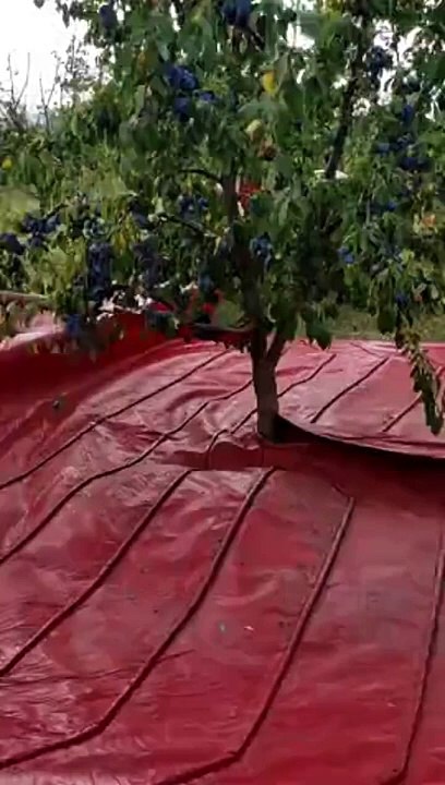 Découvrez la méthode révolutionnaire pour récolter des prunes en un clin d'œil !