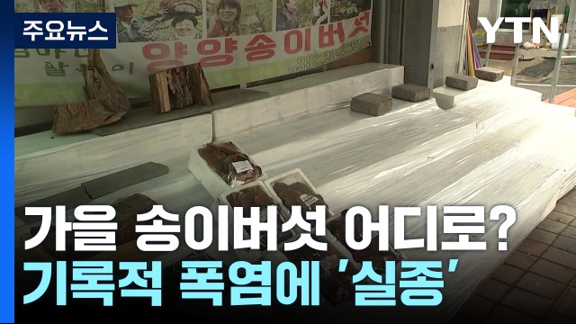 30년간 처음 ...기록적 폭염에 가을 송이 '실종' / YTN