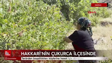 Hakkari'de terörden boşalttıkları köylerine hasat için döndüler
