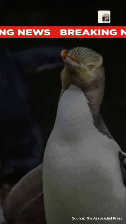 Shy Penguin WINS New Zealand Bird Election with MEMES and TATTOOS