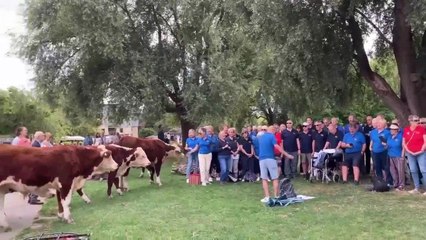 Video shows comical moment cows join choir for performance