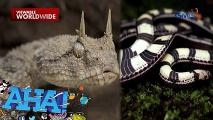Gaano kalakas ang kamandag ang two-lined coral snake o balitadan? | AHA!