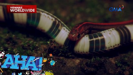 Makulay at mala-laruang ahas, dapat bang katakutan? | AHA!