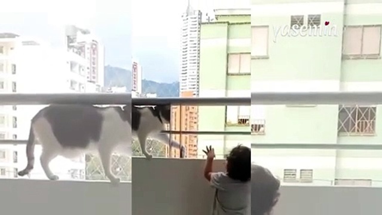 Minik dostunu koruyan kedi hareketiyle kalpleri yumuşattı! "Akıllı kedicik"