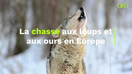 Pourquoi, après les avoir sauvés de l’extinction, l’Europe tue-t-elle aujourd’hui des milliers d’ours et de loups?