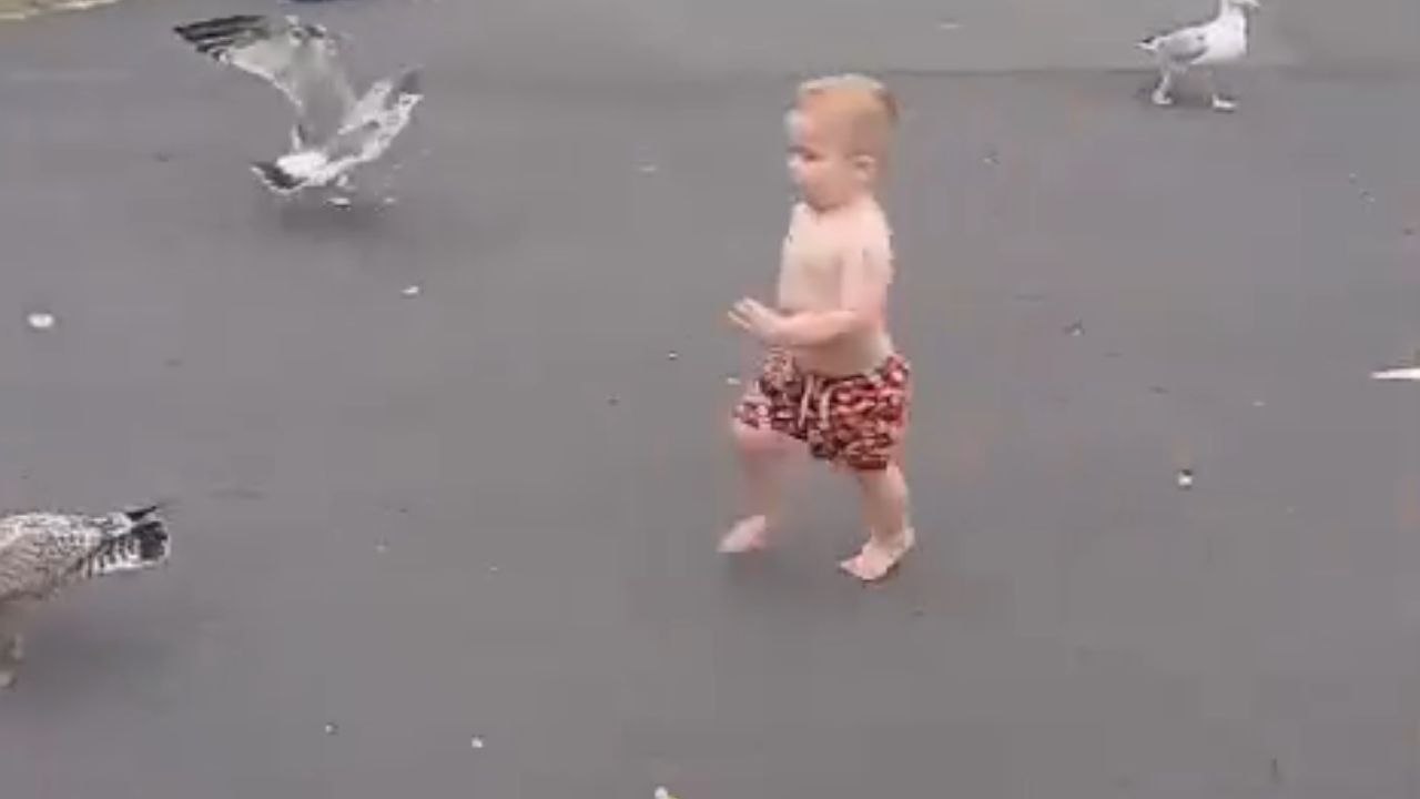 Adorable boy keeps chasing seagulls while they're trying to finish their meal