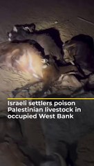 Download Video: Israeli settlers poison Palestinian livestock in occupied West Bank   Al Jazeera Newsfeed