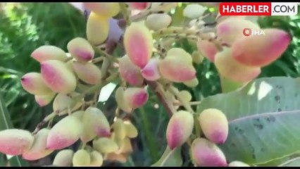 TİGEM'de 2 bin 300 İşçi ile Fıstık Hasadı Başladı