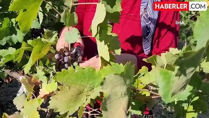 Antalya'da Geleneksel Pekmez Yapımı Başladı