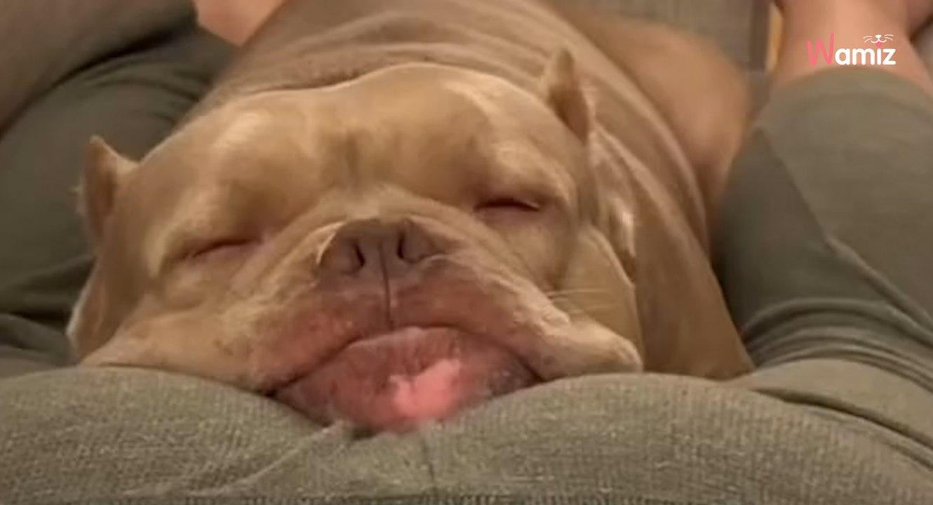 So lustig reagieren Haustiere, wenn ihre Menschen plötzlich furzen