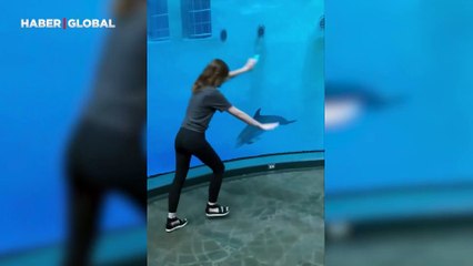 Akvaryumda enteresan anlar: Yunusun insana özenerek takla attığı anlar ilgi odağı oldu