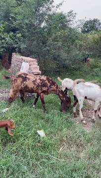 #trending #usa #viral #shortvideo #baby #pet #animals #goats #bakra #bakramandi