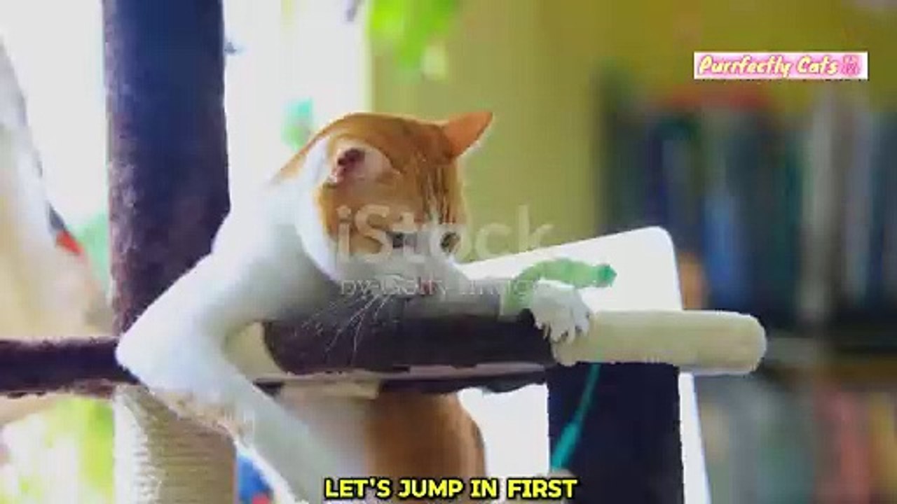 Why Play is Important for Your Cat's Health and Happiness video