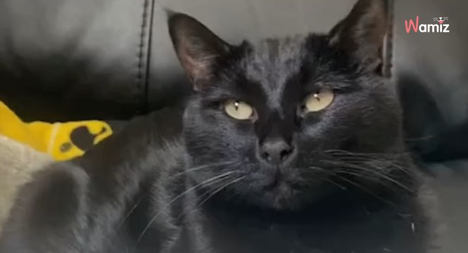 Déprimée par l'absence de son frère, cette chatte a la plus belle des réactions quand il est de retour (vidéo)