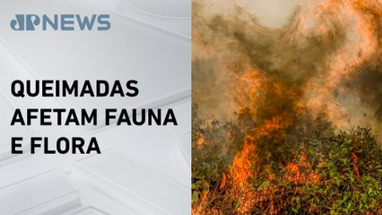 PF vai apurar incêndio no Parque Nacional de Brasília
