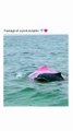 Rare sightings of pink bottlenose dolphins have been reported,