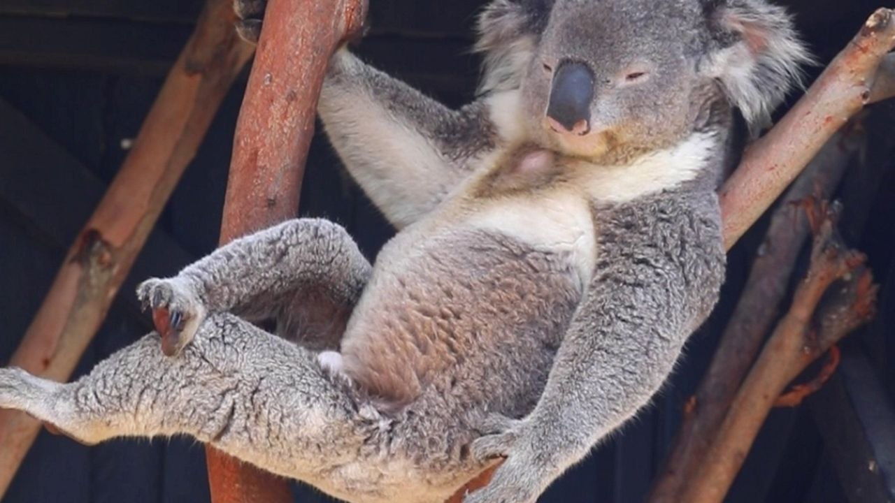 Koala strikes a pose in a tree