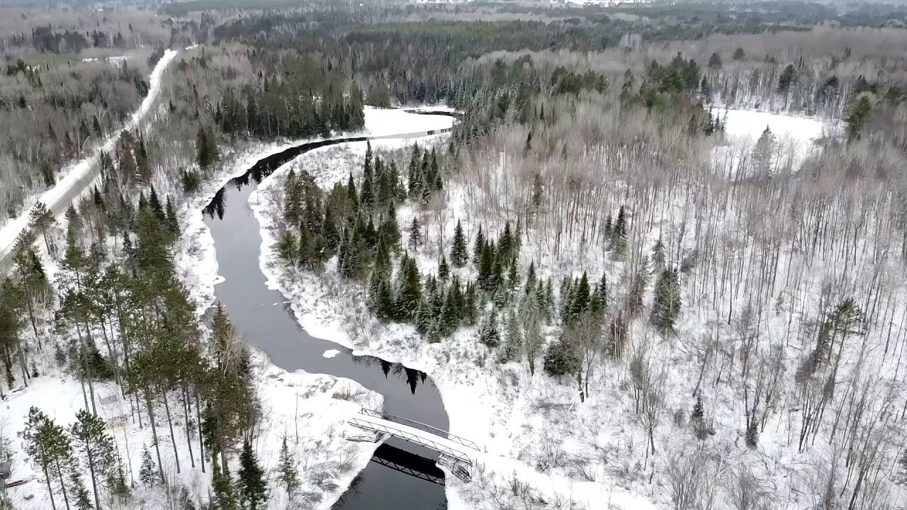Snow in the forest