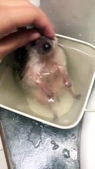 Un herisson prend son bain