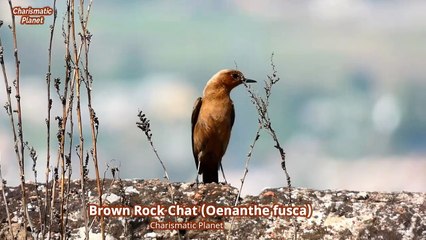 Dazzling Beauty of Brown Rock Chat: Watch This Spectacle Unfold