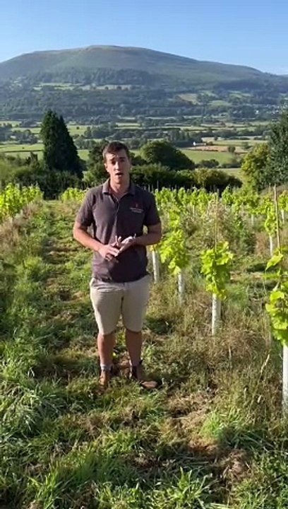 Abergavenny vineyard