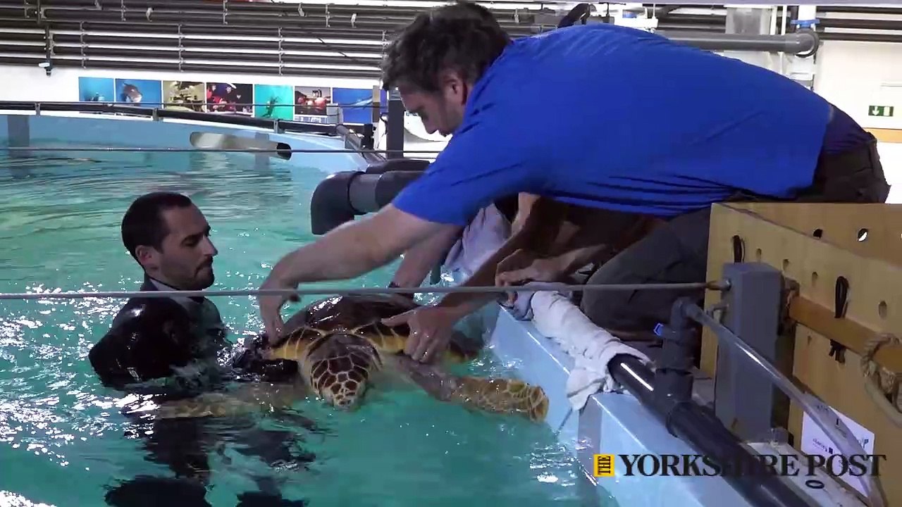 The moment a loggerhead sea turtle is released back into the wild after being treated at Sea Life Scarborough