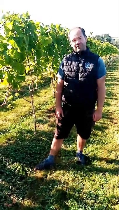 The Dell Vineyard