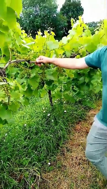 Ancre Hill Vineyard