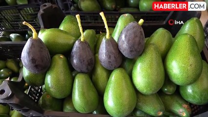 Alanya'da Avokado Hasadı Başladı, Hedef 150 Milyon Adet