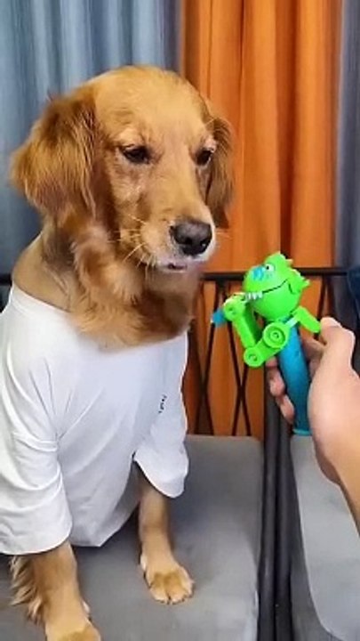Dog funny video