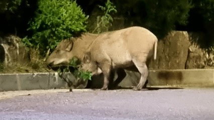 북한산국립공원 입구에 멧돼지 2마리 출몰 / YTN