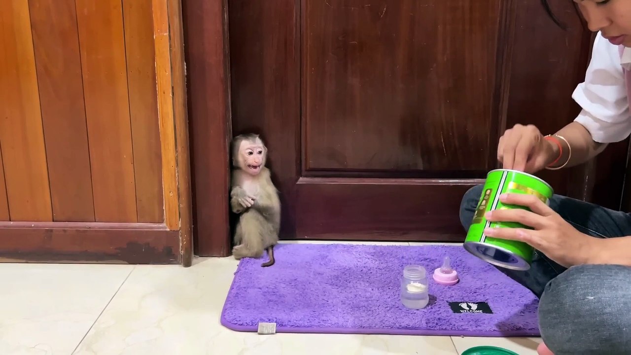 Drama of my baby monkey