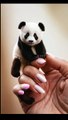 Tiny Panda in human hands