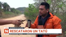 Rescatan un tatú en Guarayos