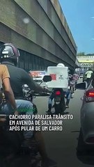 Cachorro paralisa trânsito na avenida ACM após pular de um carro