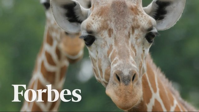 Forbes Travel Guide's Top 14 Wildlife Hotels For Your Next Adventure | Forbes