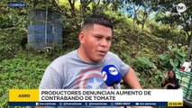Productores de tomates en renacimiento preocupados por contrabando