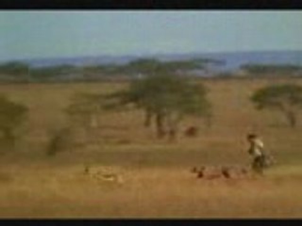 Run gepard vs mensch